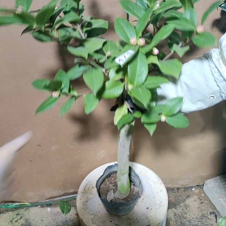 471姚黄，原盆原土发货，不包邮