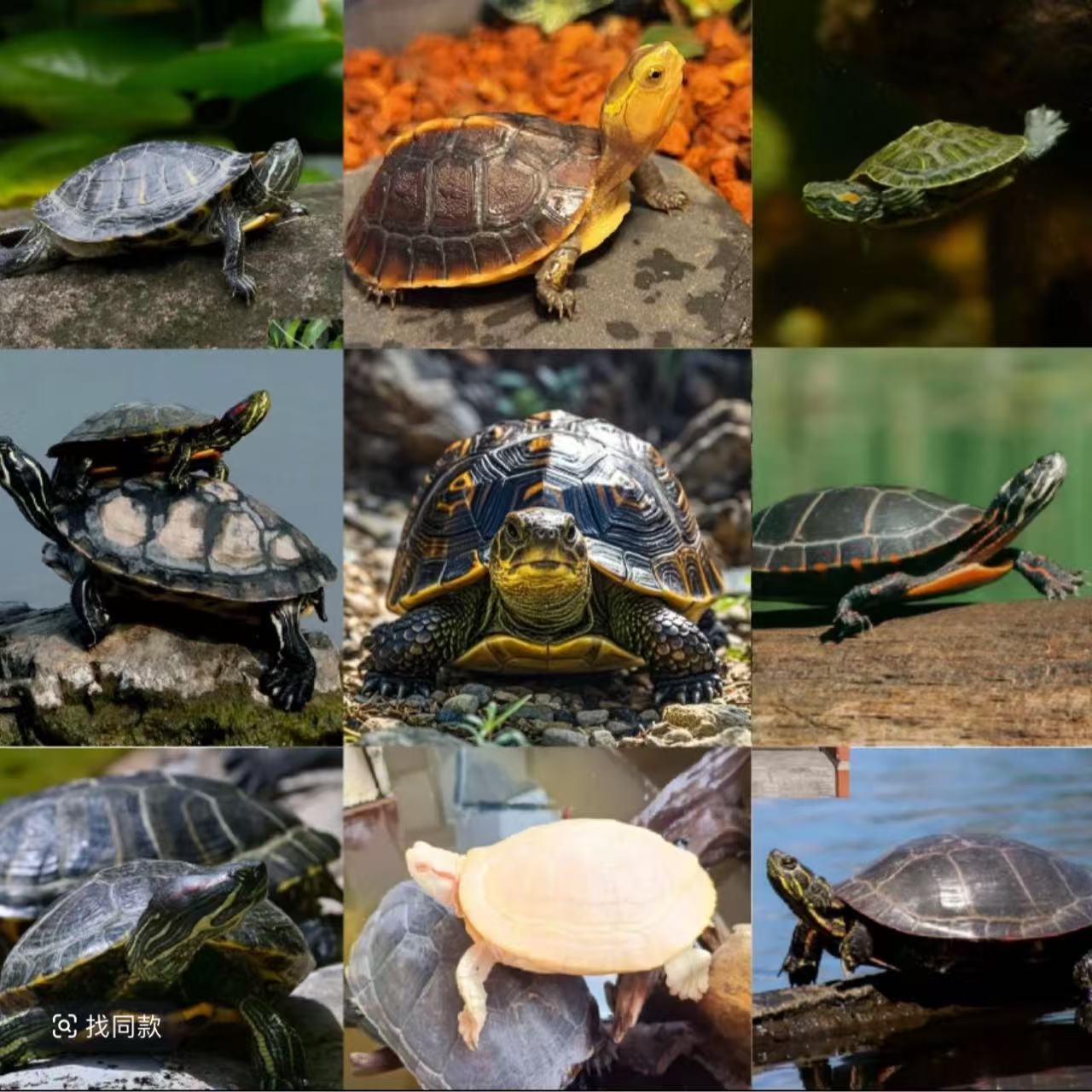 麦麦萌宠活体宠物连接