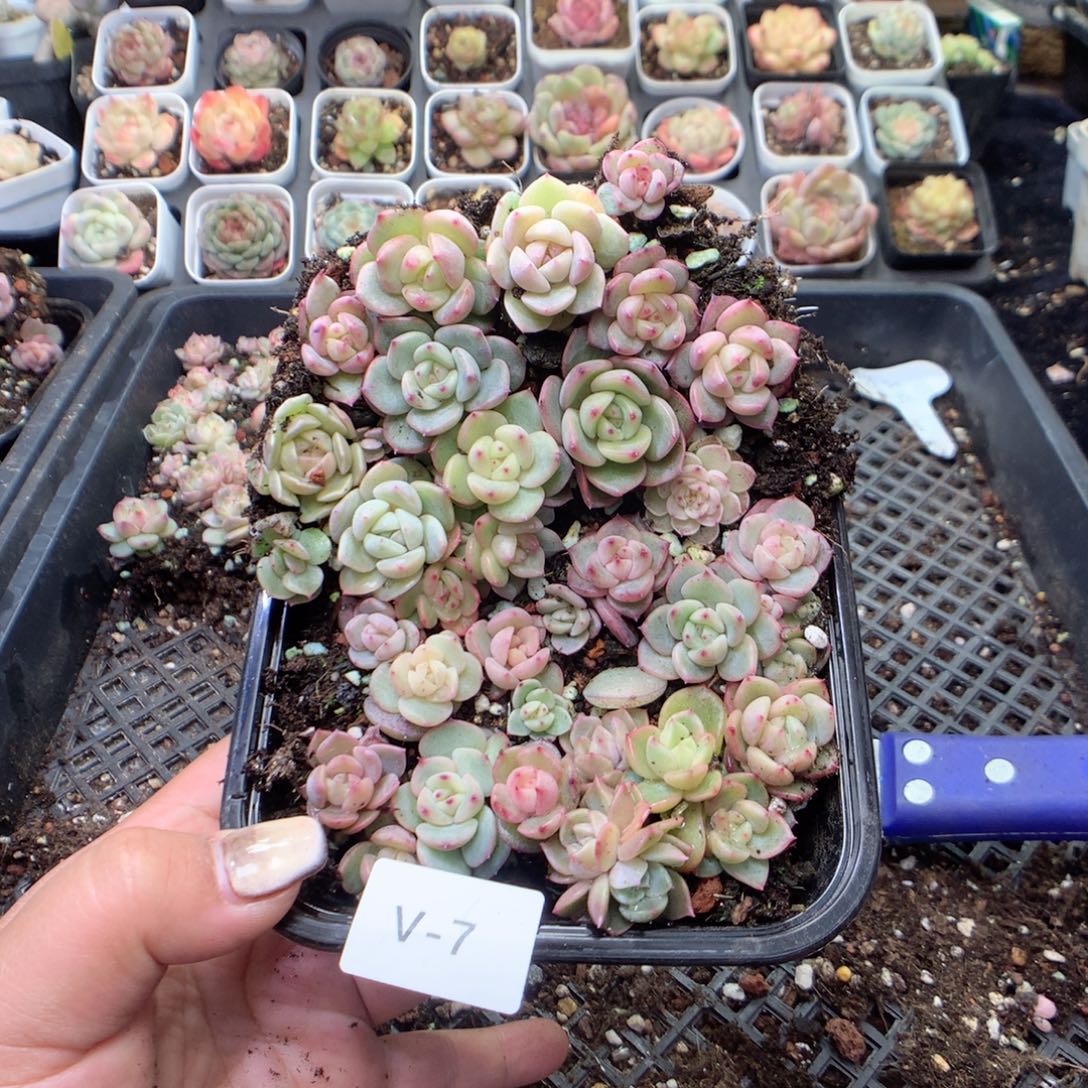 无花朵V7月英语四