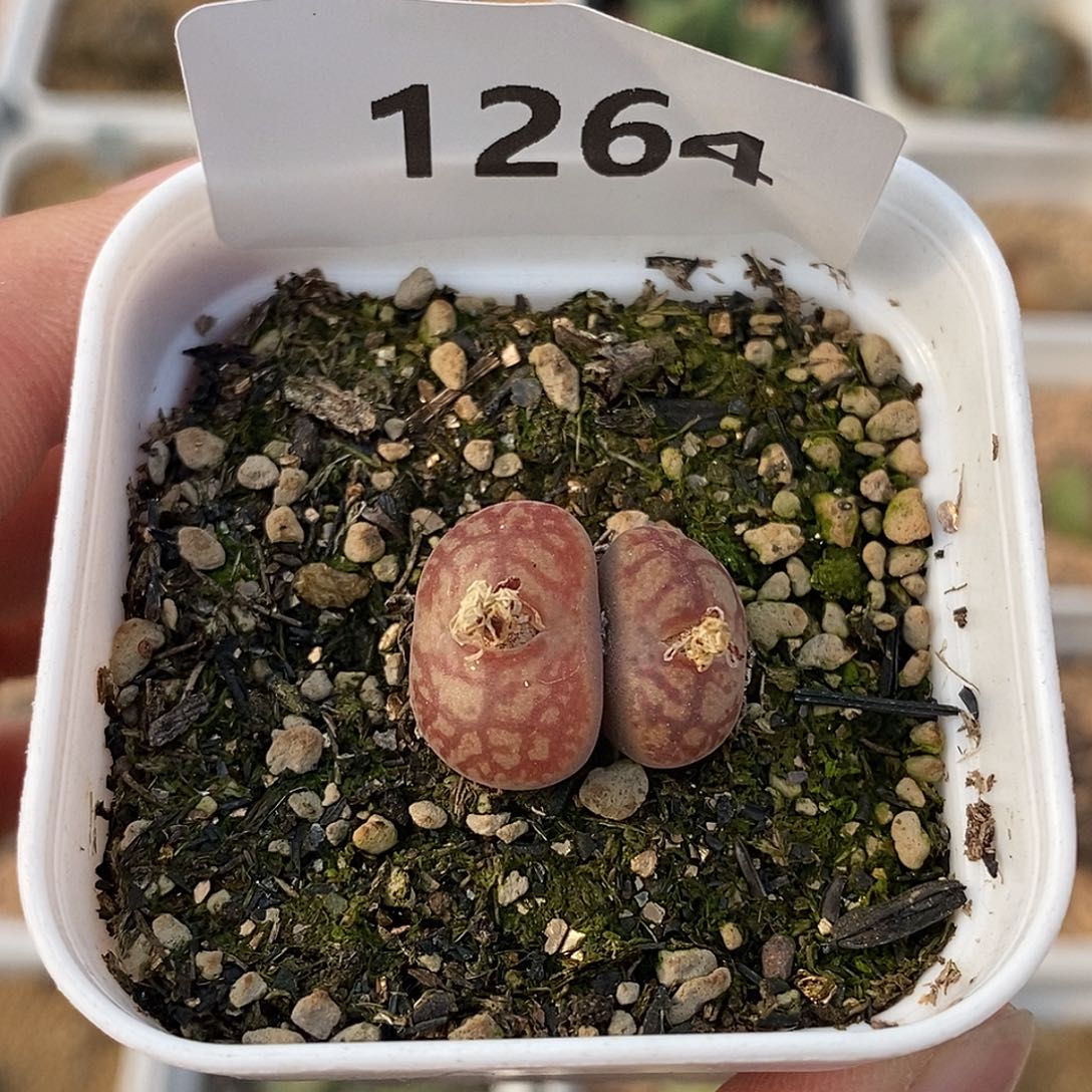 1264-杂交脱土。     