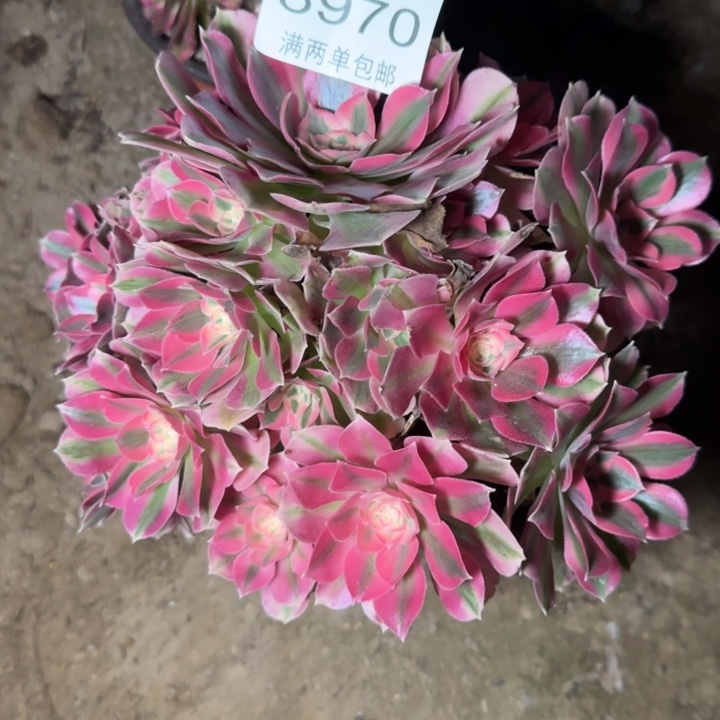 8970女巫多肉植物