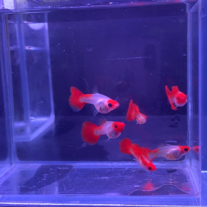 孔雀鱼红头玻璃猫3对