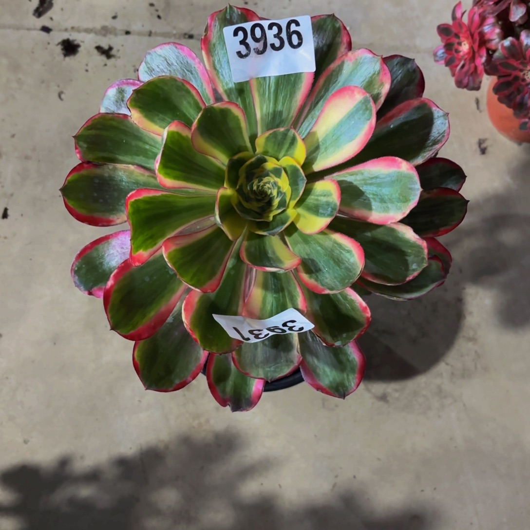 嘉***）无花朵3936红魔女1111111