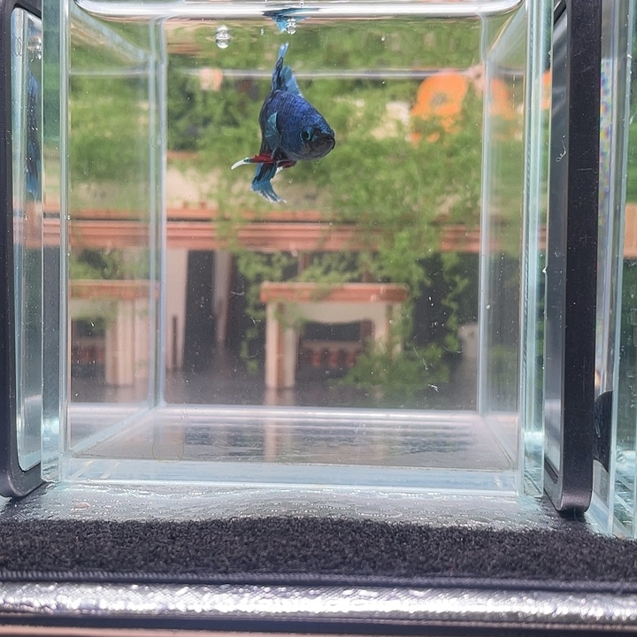 斗鱼活体不退不换谢谢