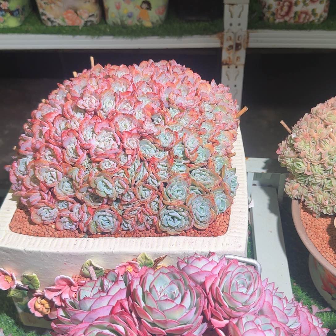 金***穗海棠花朵朵缀