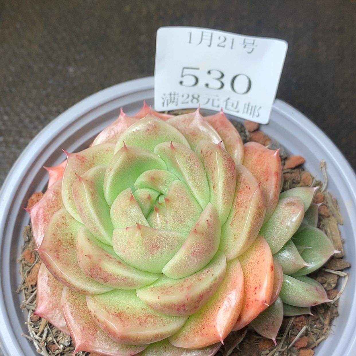 【闪购商品】云530