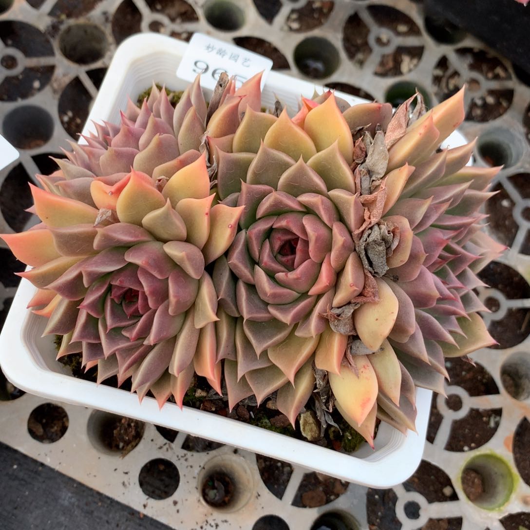 965新年快乐发发发