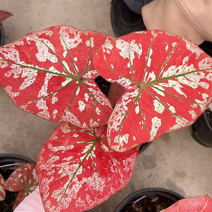 100-0208猩红玛丽彩叶芋广东现货