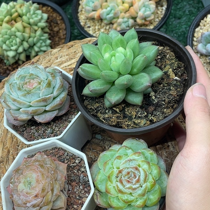 三颗冰魄送米其林