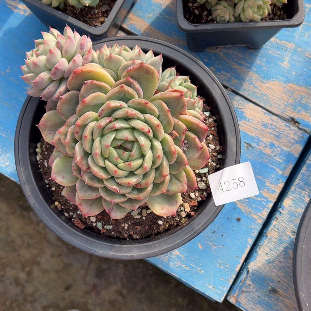 我****鱼4258肉肉肉肉肉