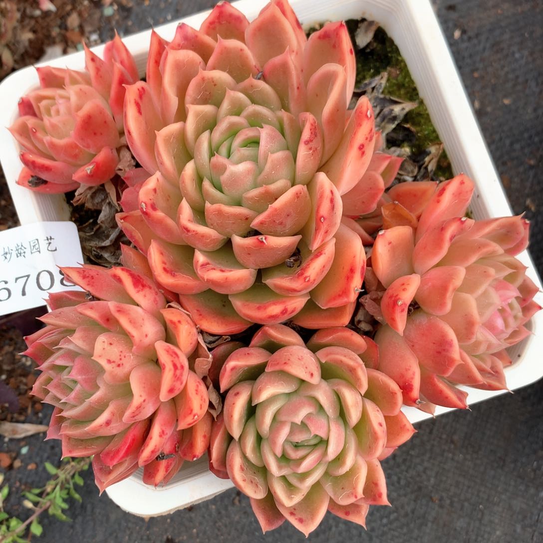 6708不包整散掉头不售后