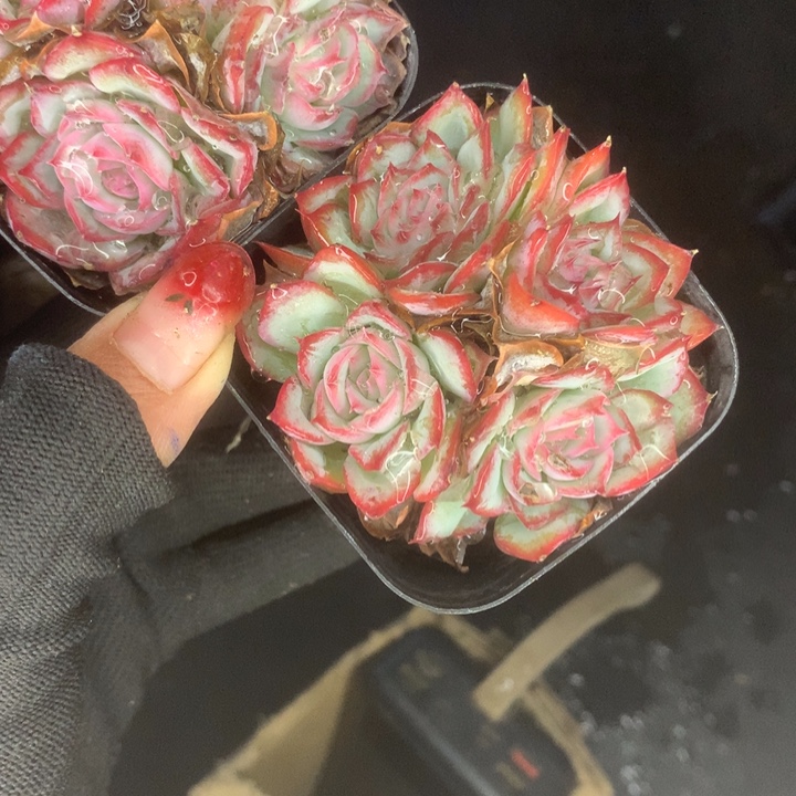 侧影群 （满9.99包邮不满9.99发叶子）