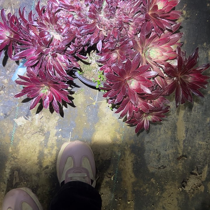 多肉法师植物链接731