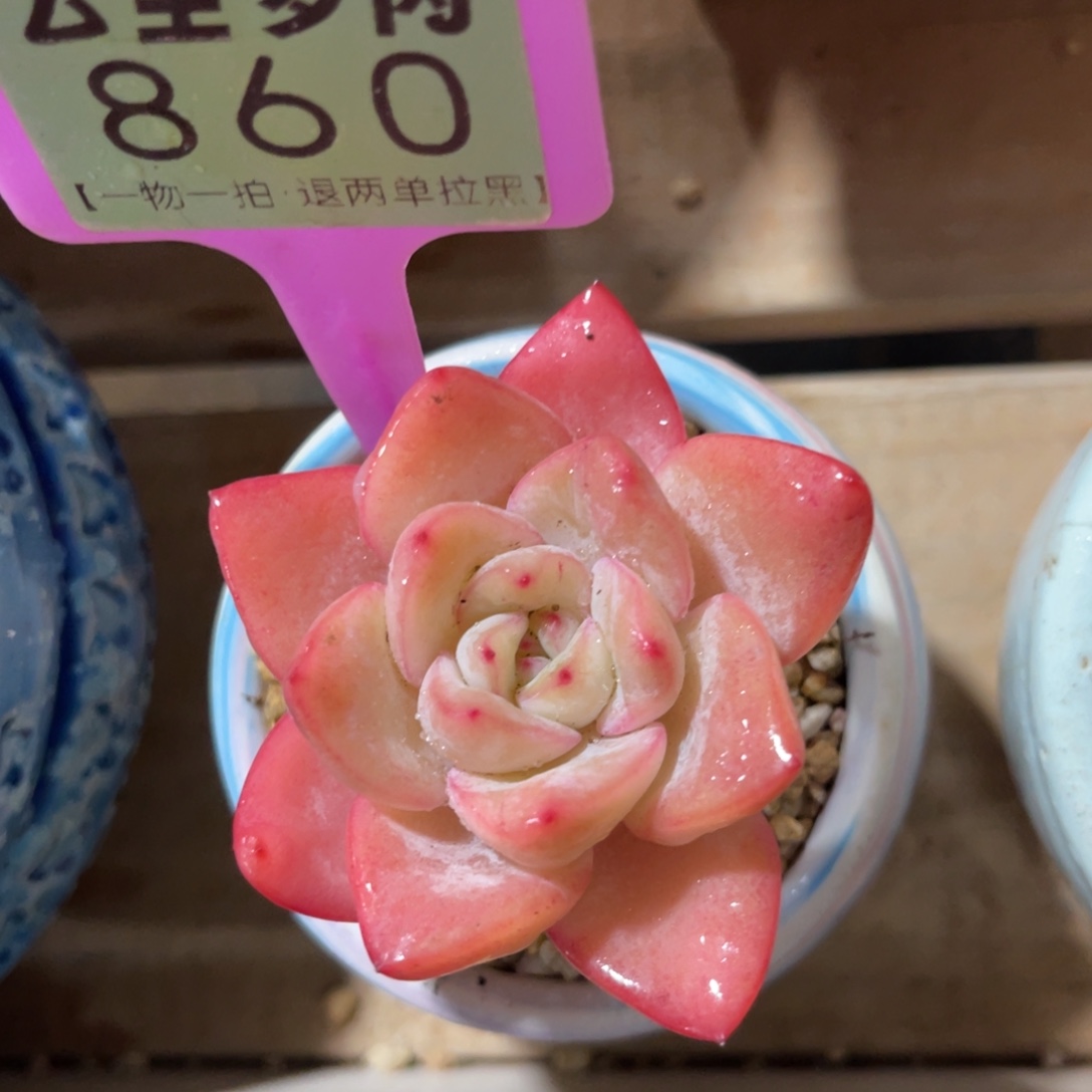 云尘多肉一物一拍不含盆860