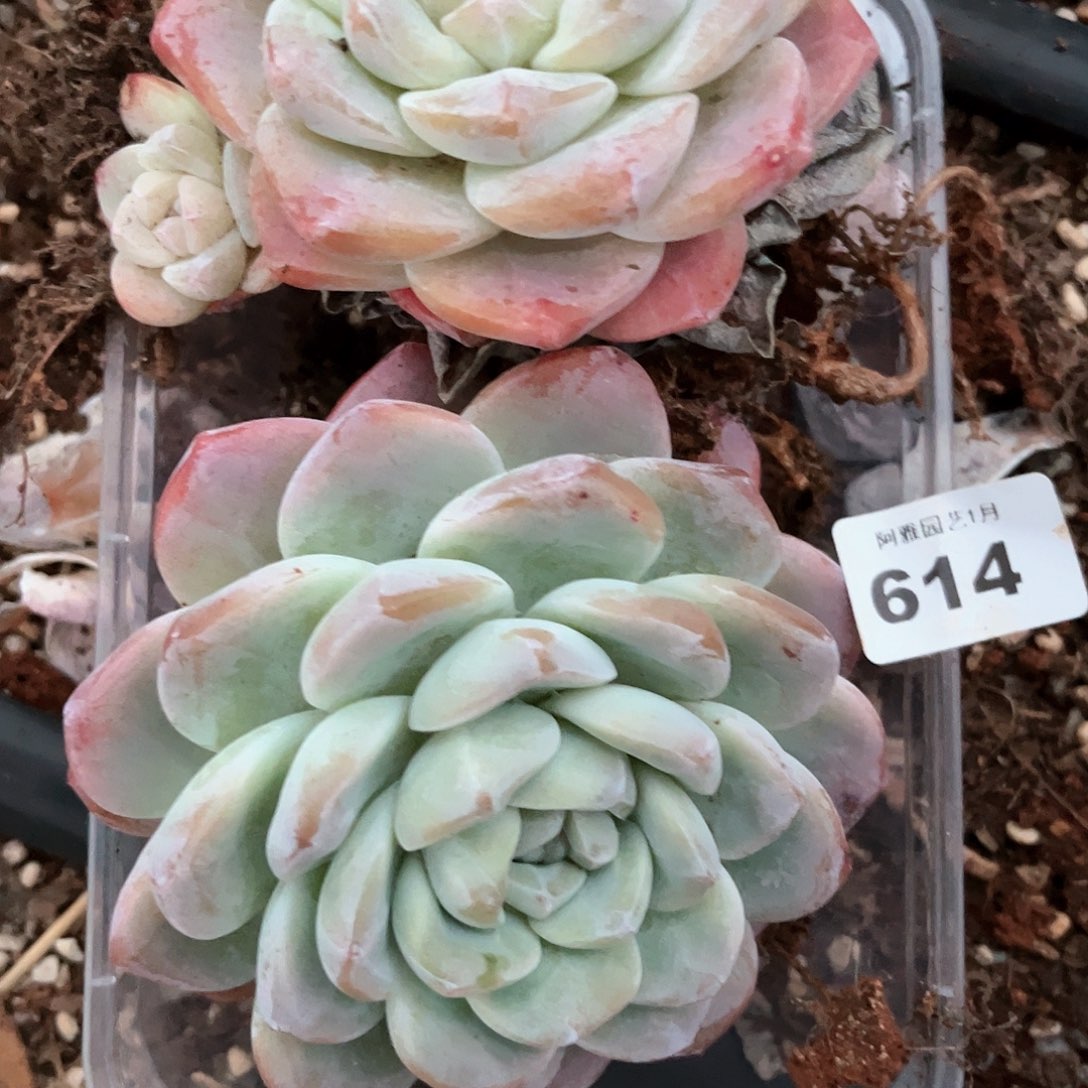 阿雅园艺。        带桩614