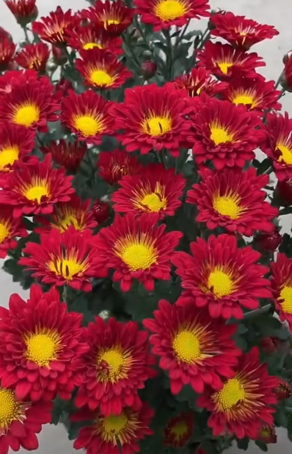 【带花】九月菊-红妆小菊阳台庭院好养护