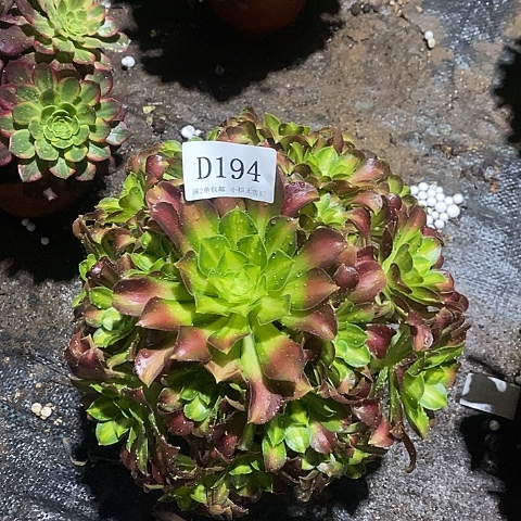 194韶华多肉法师锦