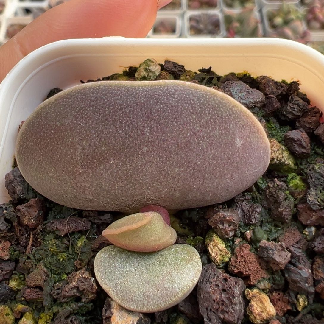 全紫花蛋大苗多肉植物水泡