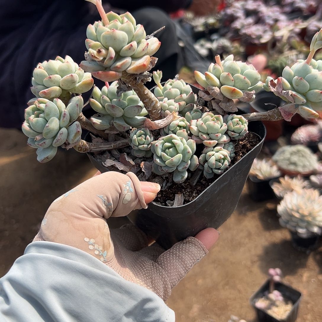 多肉植物多肉植物