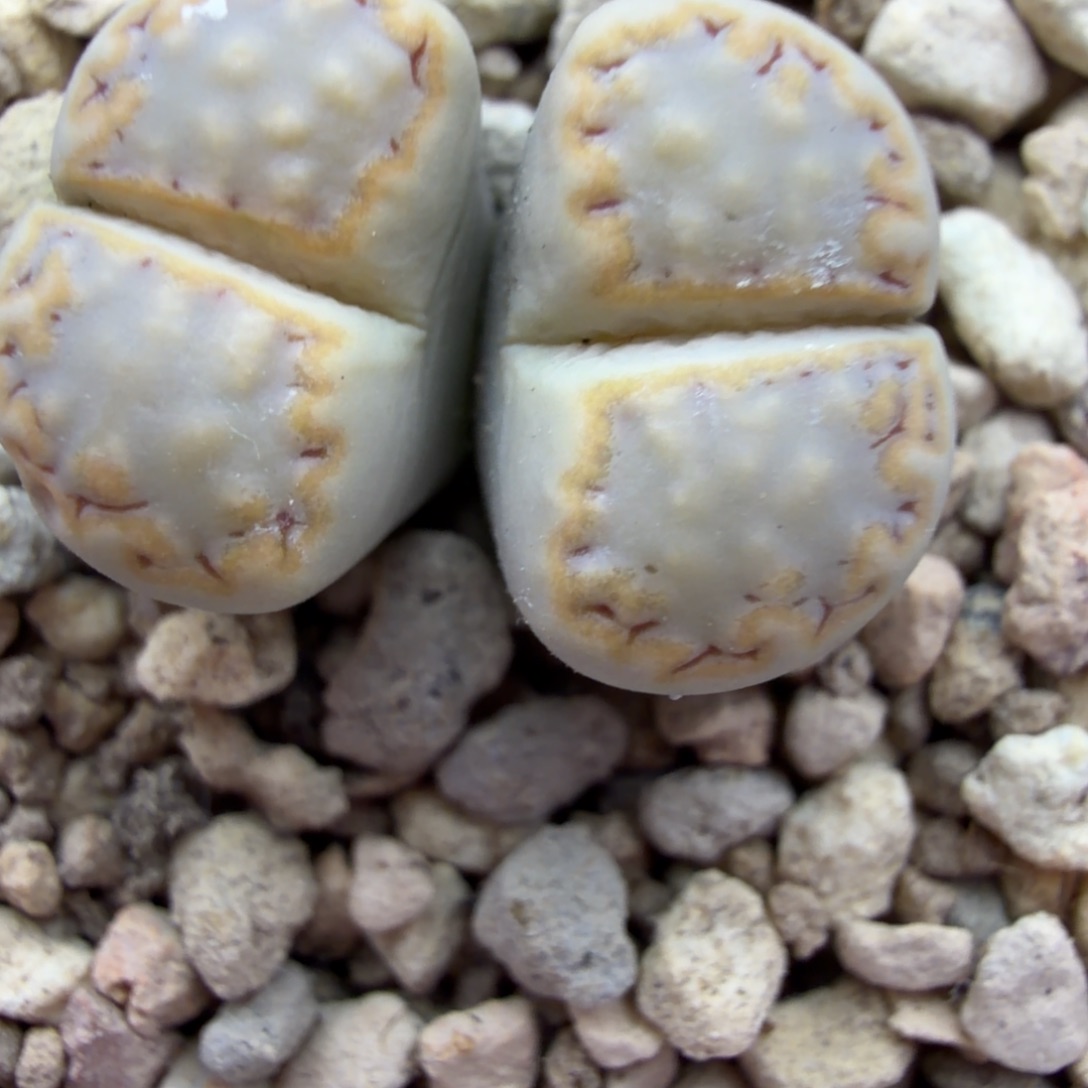 216双头母本一颗福利