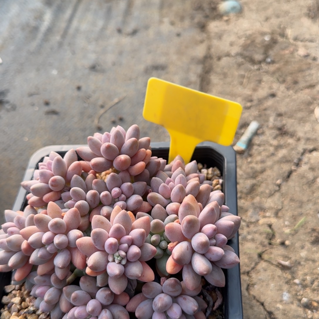 ~****多肉植物粉色美人啊