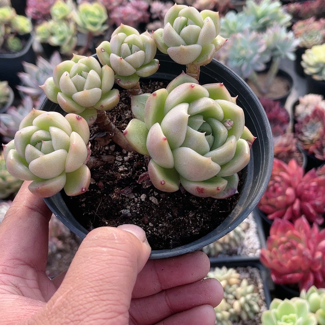 1628  冰城 六月六