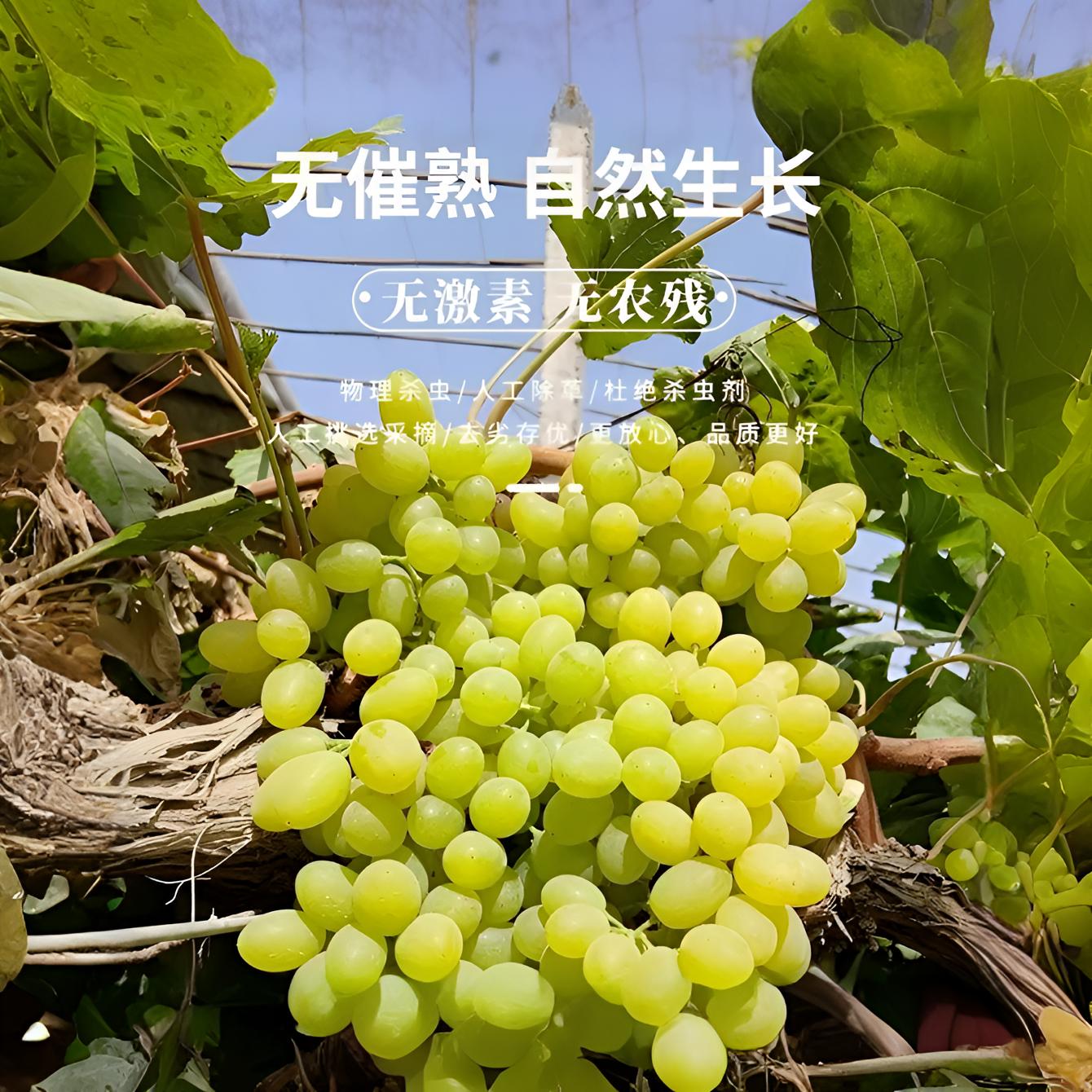【顺丰包邮】次明日达新疆吐鲁番新鲜应季无核白葡萄口感甜全国包邮