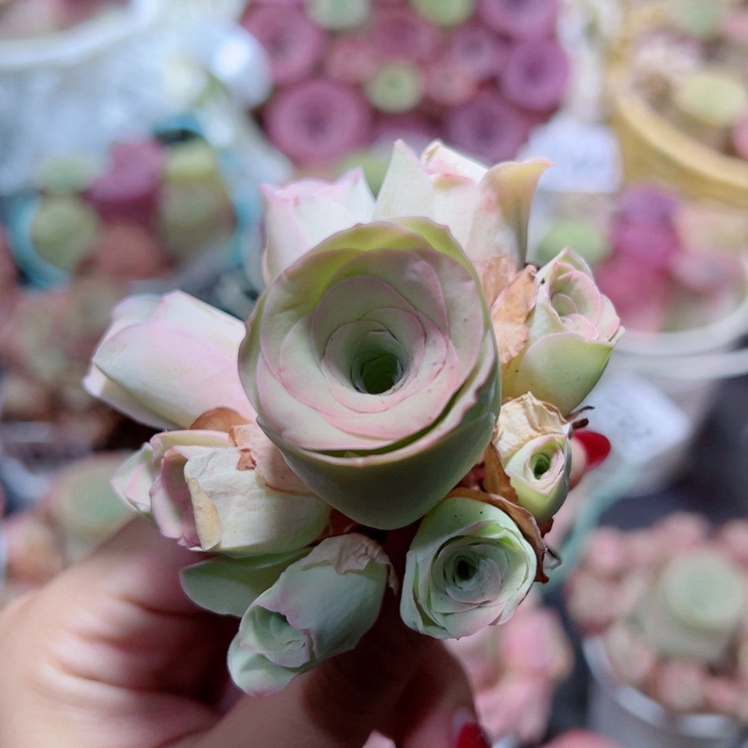 466粉玫瑰手捧花。      