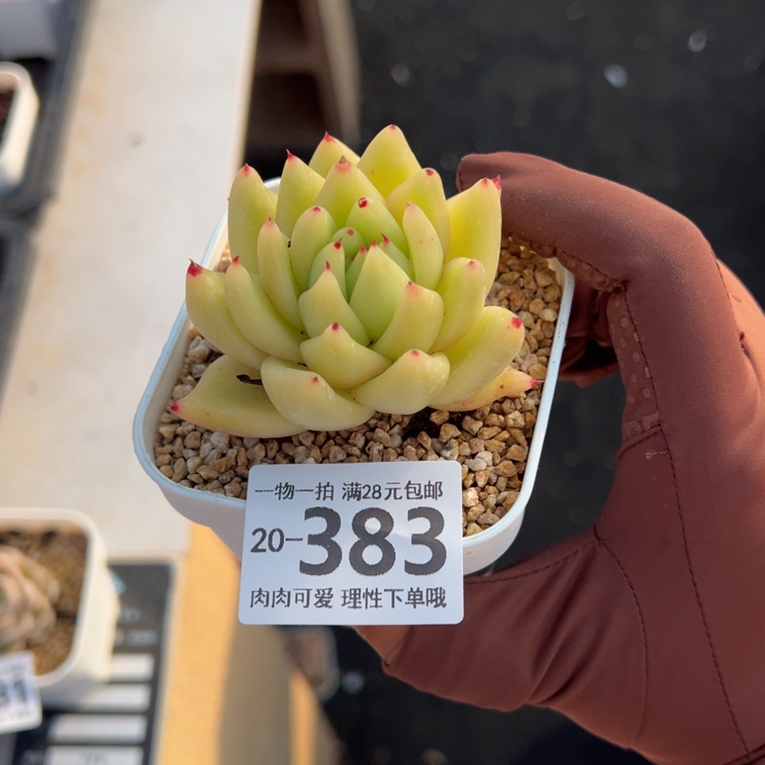 黄金玛利亚多肉多肉多肉多肉