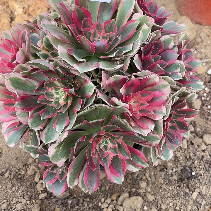 无花朵294妖月多肉植物