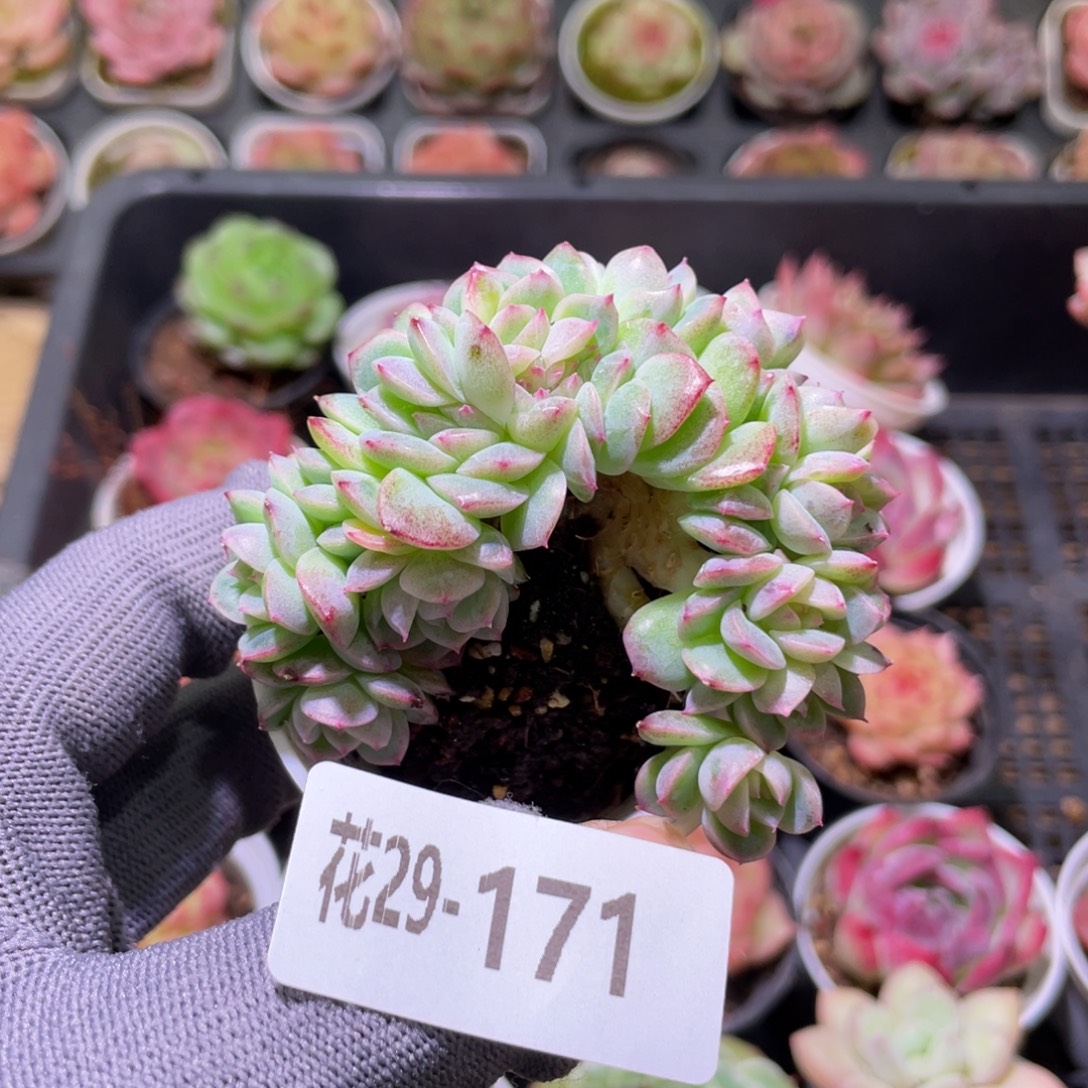 Y***V花利美29-171珍妮缀化