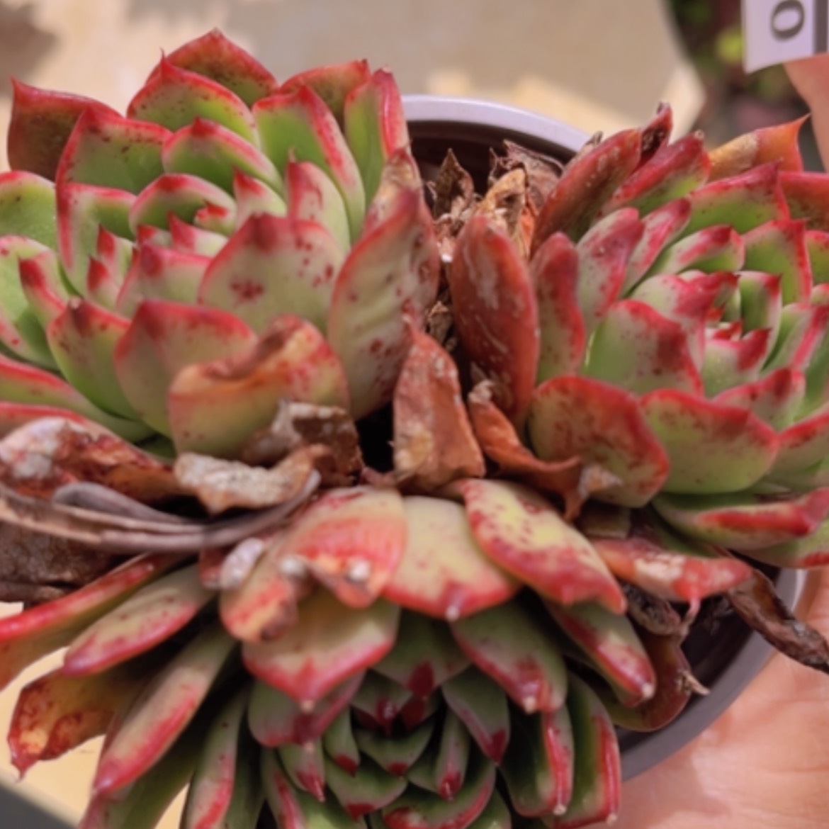 【闪购商品】月亮石杂09129