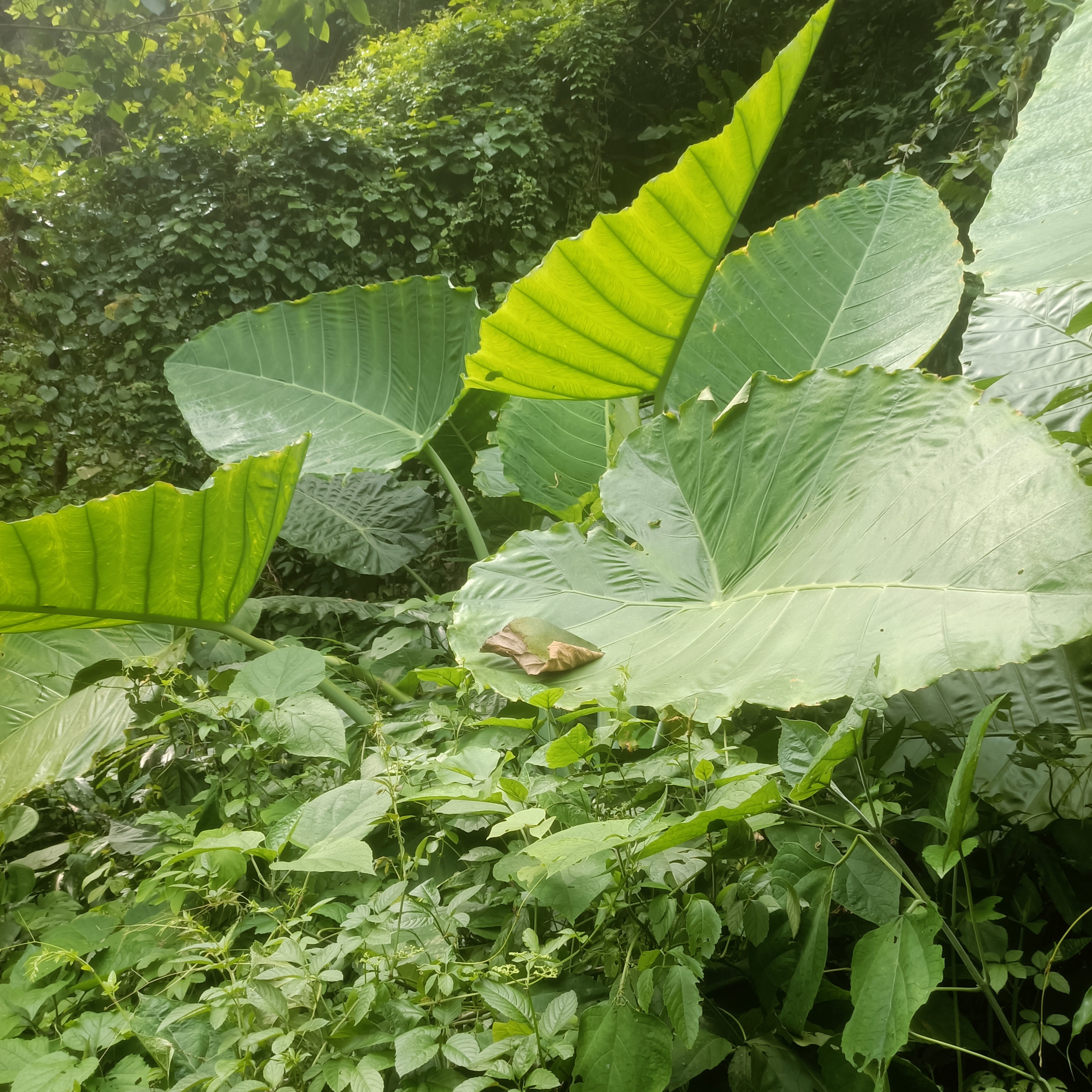 巨型大叶象耳芋网红观叶绿植适合室内外造景
