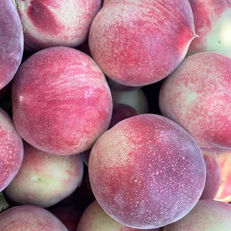 【次日达】25年新鲜现摘春雪水蜜桃皮薄肉厚多汁现摘现发3斤5斤包邮四川省