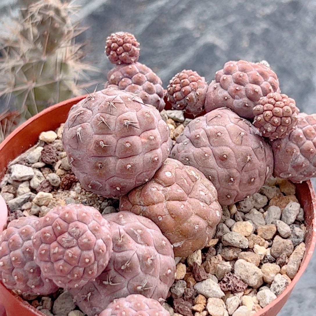 习志野仙人球自根