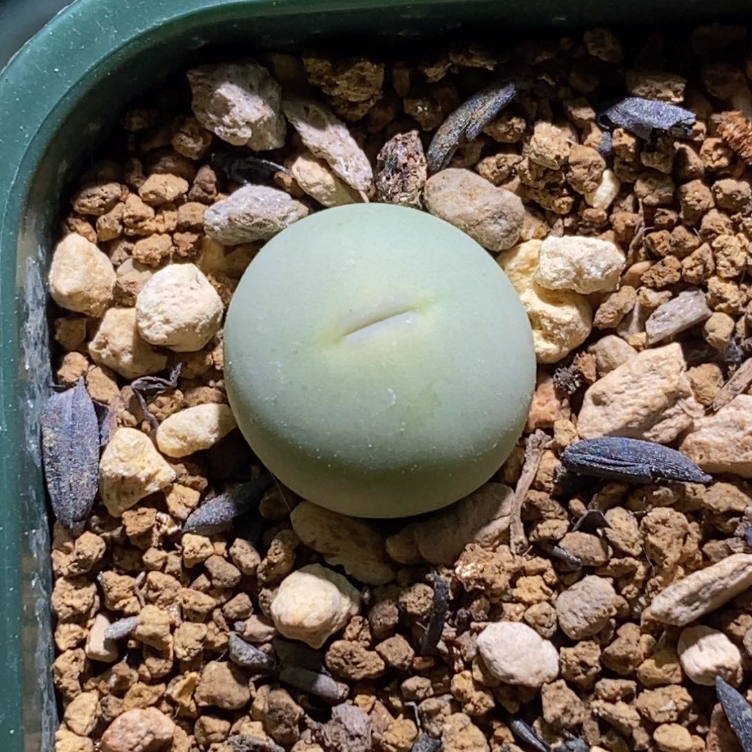 韩版sh433Ｖ嘴韩版sh433Ｖ嘴