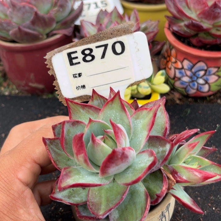 惊鸿一瞥多肉植物870