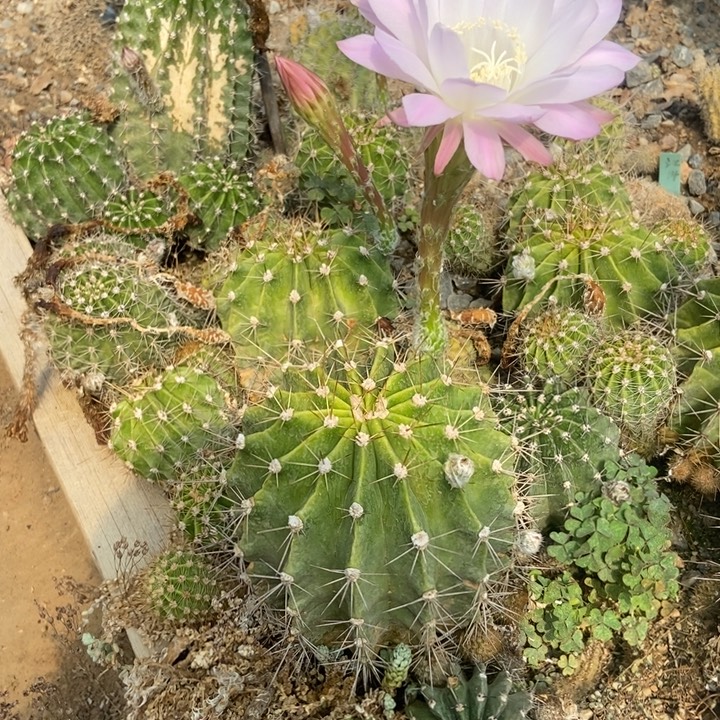 彩草球有瑕疵开花淡粉