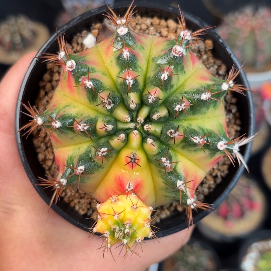 姑***爷泰系米哈元旦福利特价