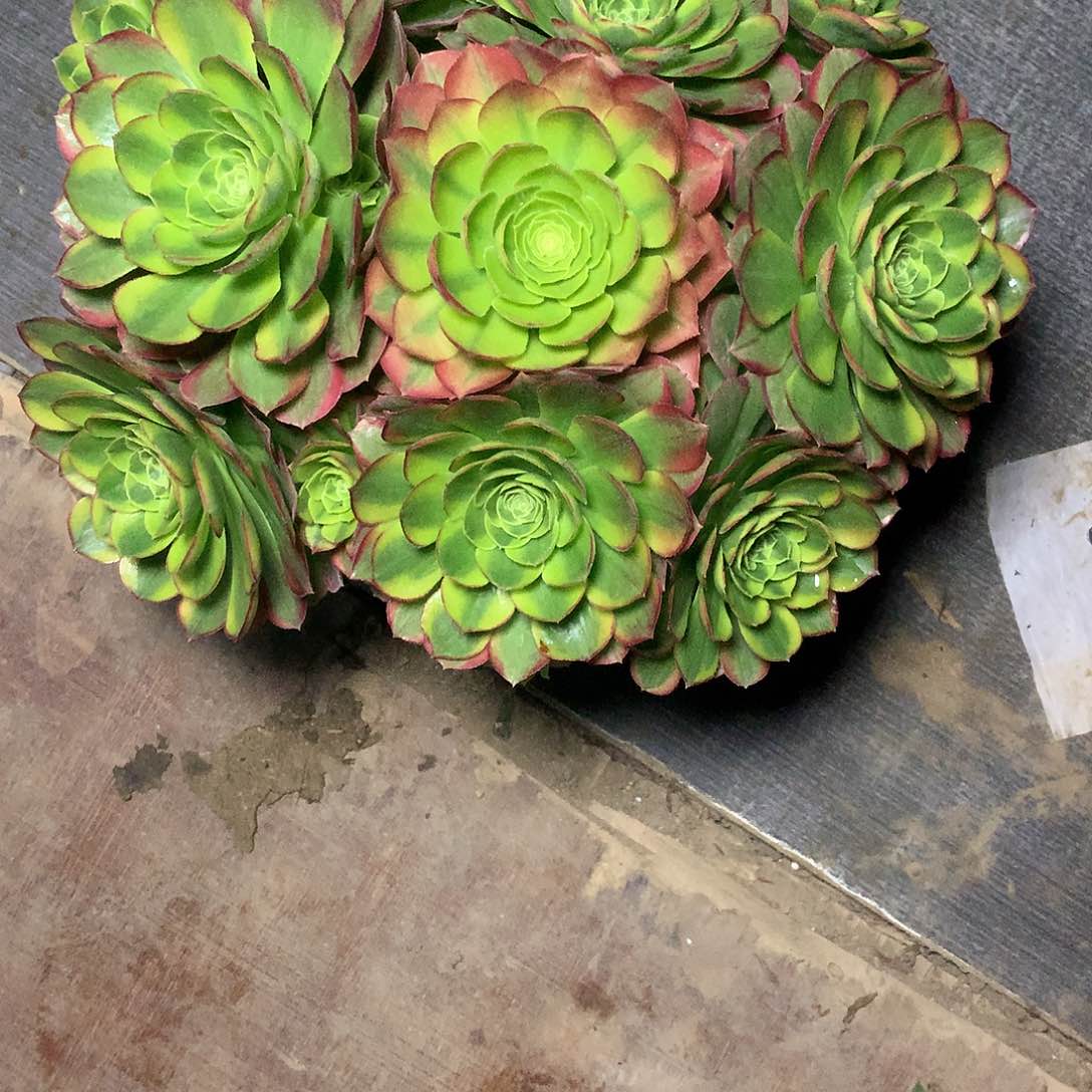 多肉多肉多肉多肉77