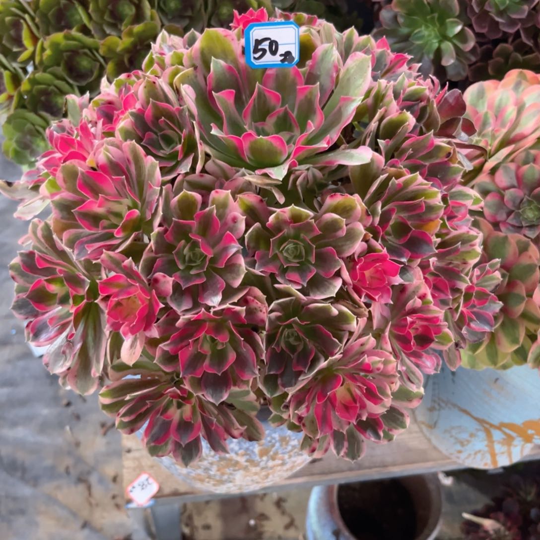 50男神法师多肉植物