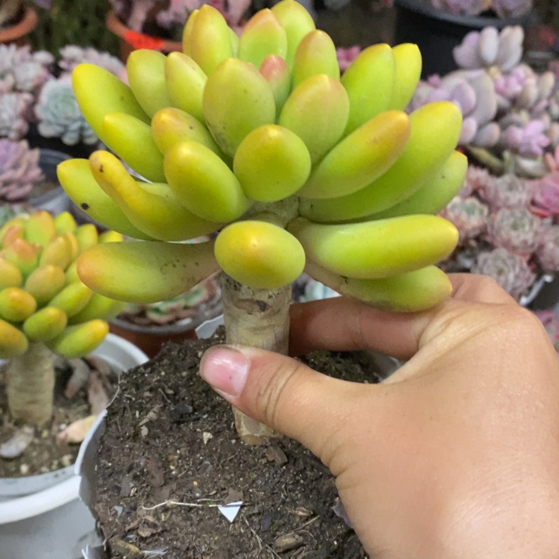 金蝉大单头老桩多肉