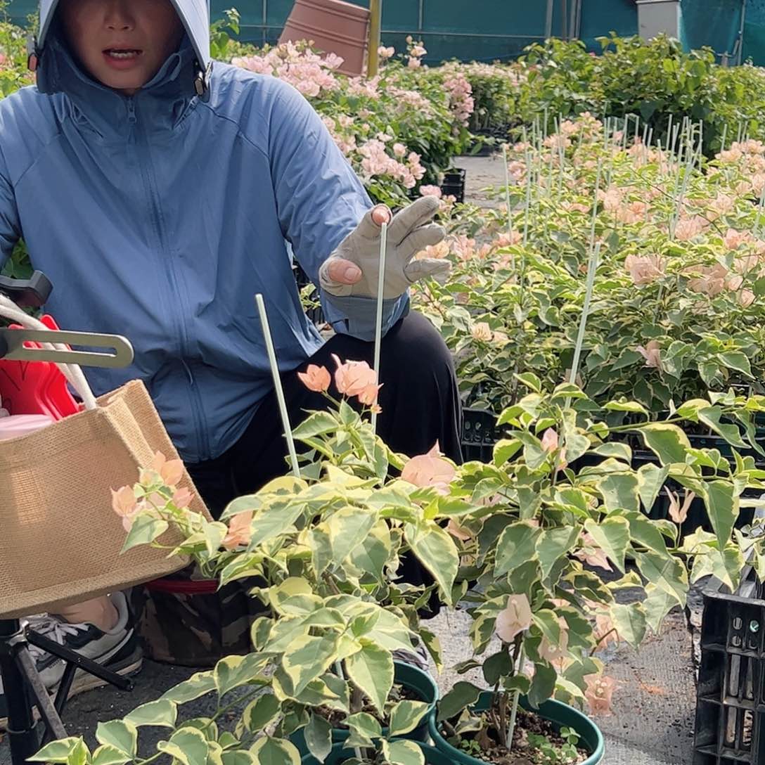 当前无花栽培后可以开花马斯一颗，绿盆