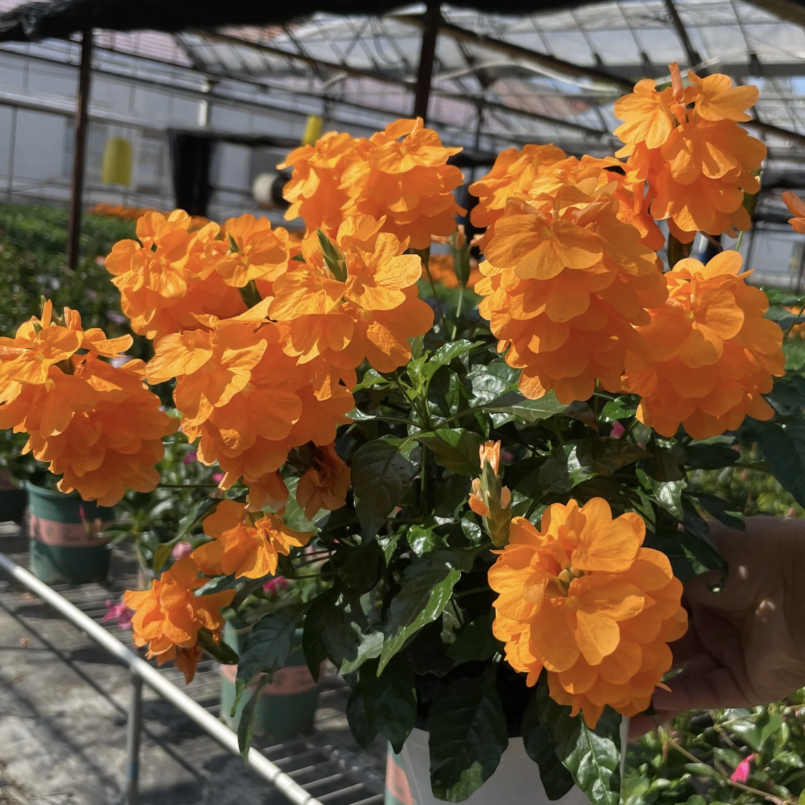 鸟尾花【爱马仕橙】盆栽花卉庭院阳台新手易养护爆花强抗晒