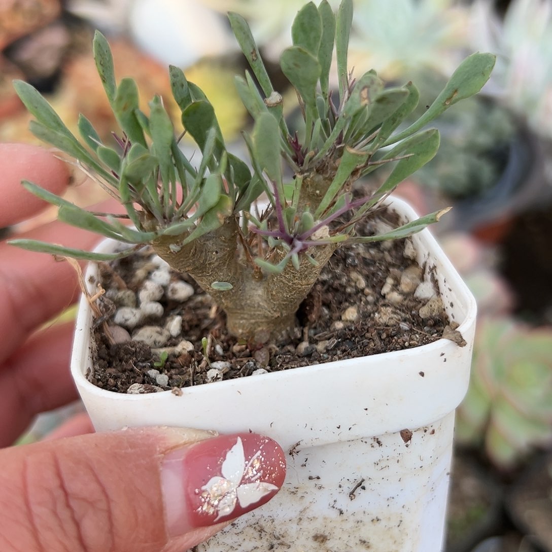 多肉植物多肉植物