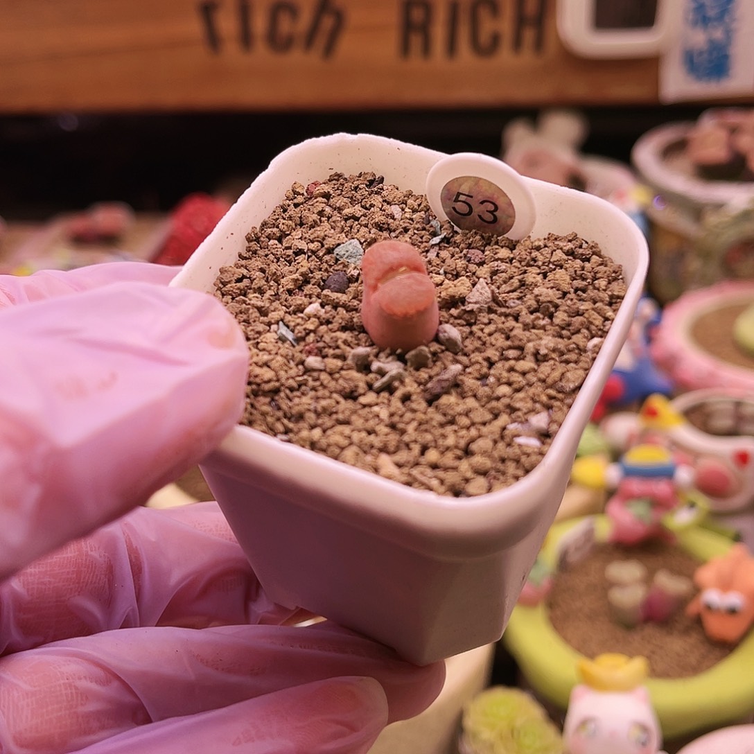 53号粉红色胖风玲