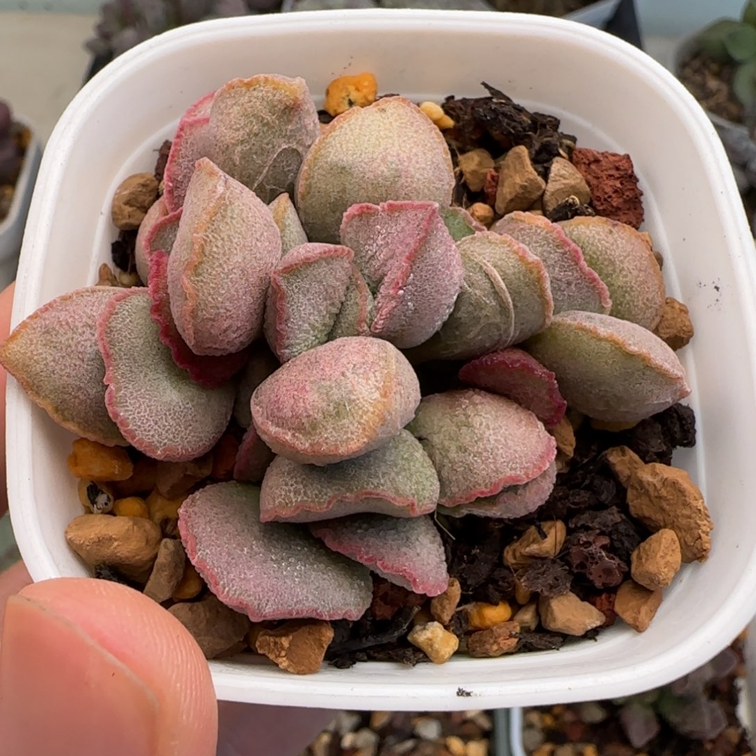 暖阳水泡多肉植物