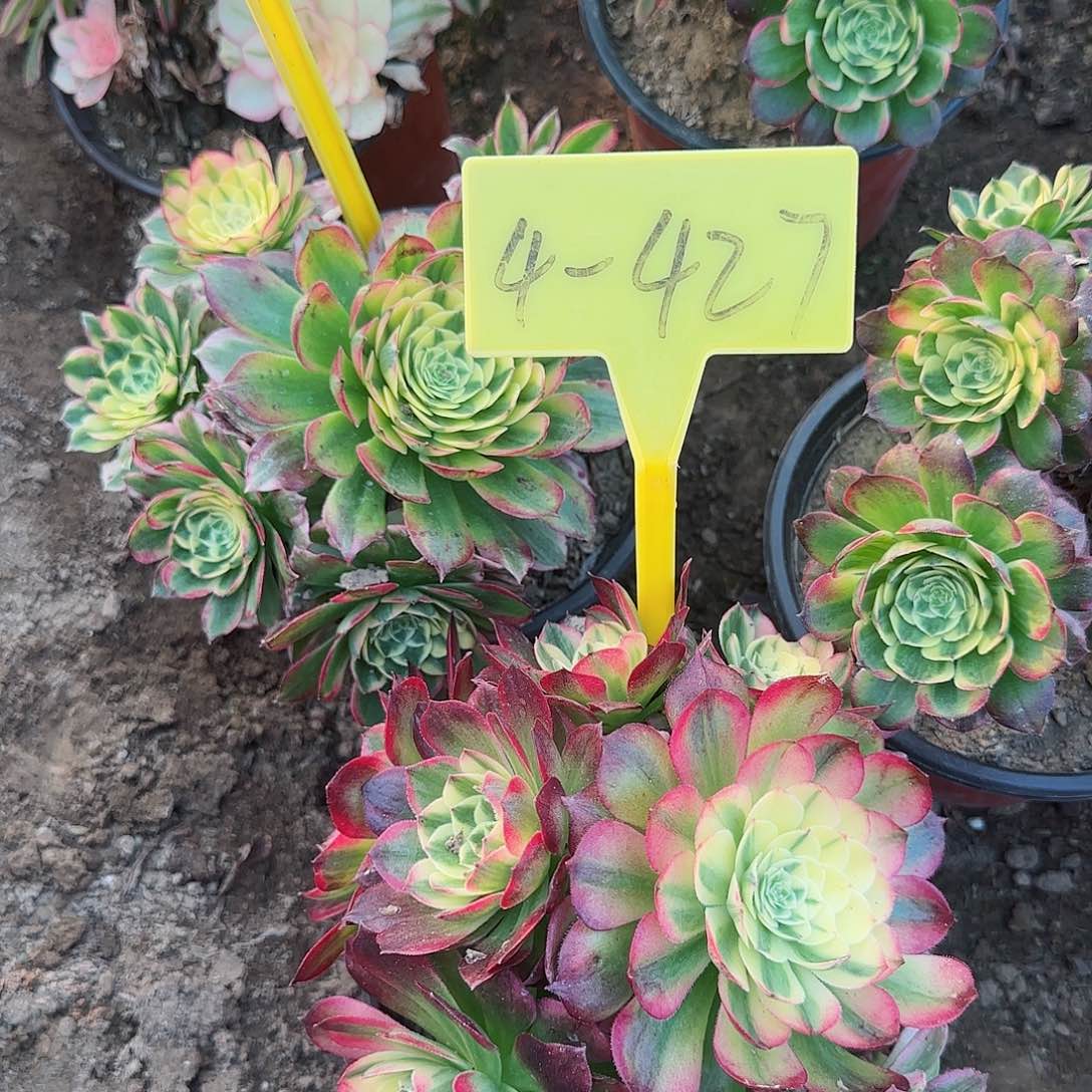 4-427---多头多肉