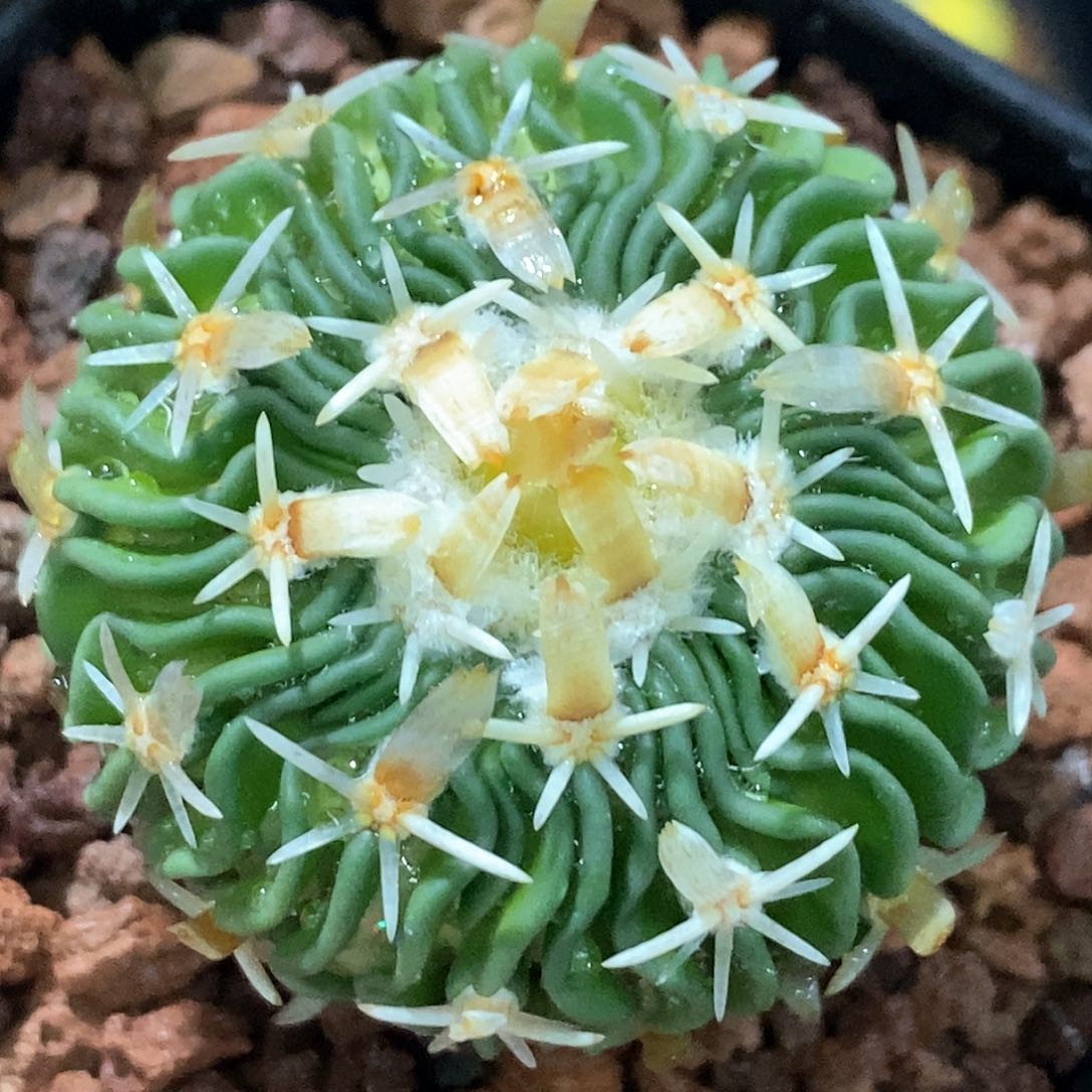 孤品实生特选短豪粗金刺割刺太刀岚3.9cm