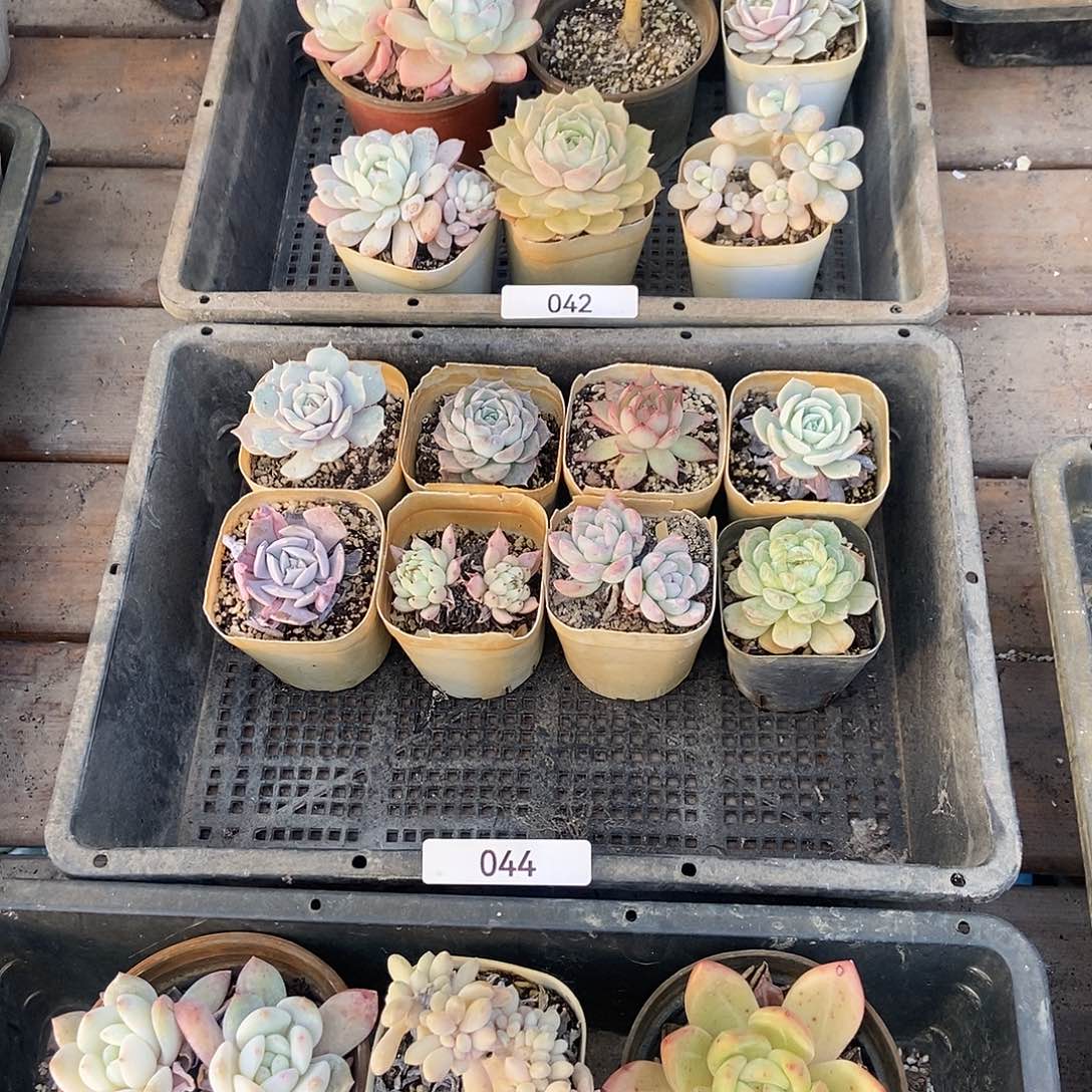 044号组合套餐多肉八颗脱土发货偏远不包邮